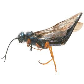   Sirex californicus  female pale form lateral habitus; photo by H. Goulet, CNC 
